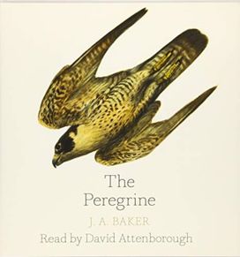 The Peregrine The Peregrine