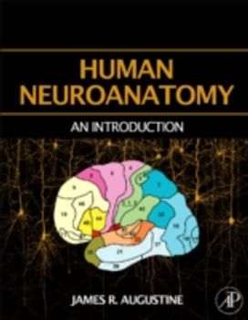 Human Neuroanatomy Human Neuroanatomy