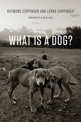 What is a Dog? What is a Dog?