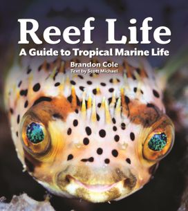 Reef Life Reef Life