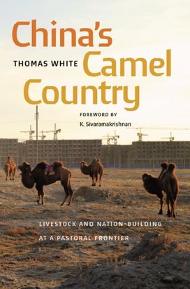 China's Camel Country China's Camel Country