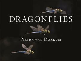 Dragonflies