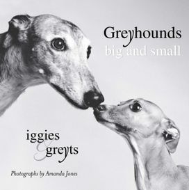 Greyhounds Big and Small Greyhounds Big and Small