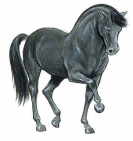 Favorite Horse Stickers Favorite Horse Stickers