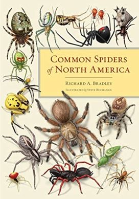 Common Spiders of North America Common Spiders of North America