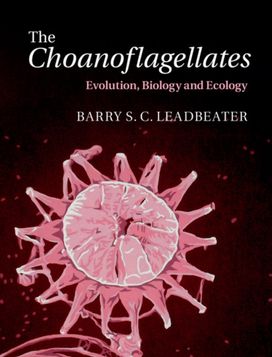 Choanoflagellates Choanoflagellates
