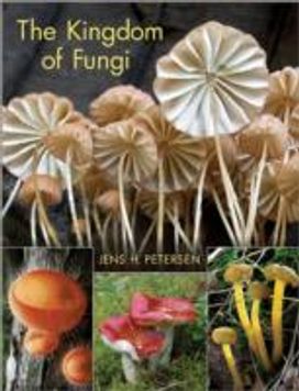Kingdom of Fungi Kingdom of Fungi