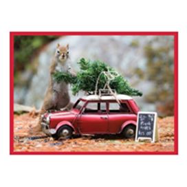 Secret Life of Squirrels Half Note