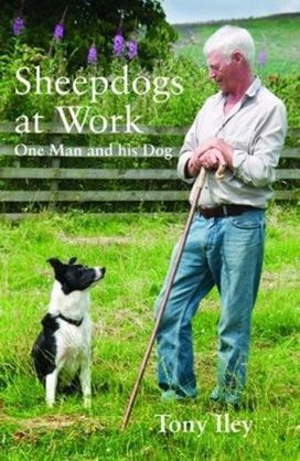 Sheepdogs at Work