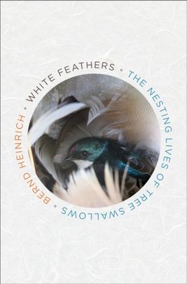White Feathers White Feathers