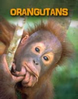 Orangutans