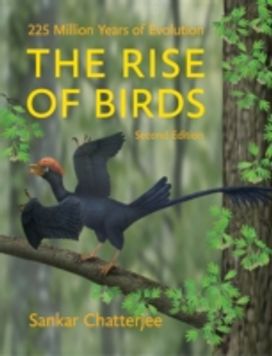 Rise of Birds