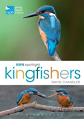 Rspb Spotlight Kingfishers Rspb Spotlight Kingfishers