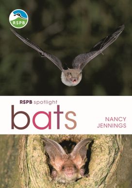 Rspb Spotlight Bats Rspb Spotlight Bats