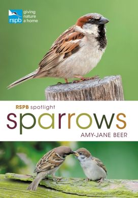 Rspb Spotlight Sparrows Rspb Spotlight Sparrows