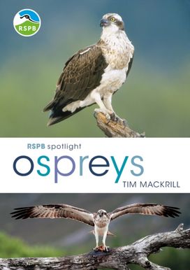 Rspb Spotlight Ospreys Rspb Spotlight Ospreys