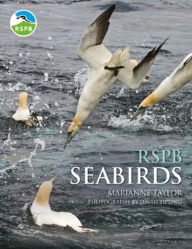 Rspb Seabirds Rspb Seabirds