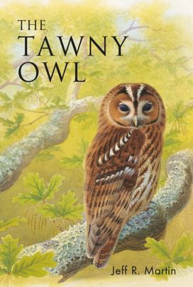 Tawny Owl Tawny Owl