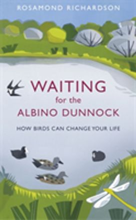Waiting for the Albino Dunnock