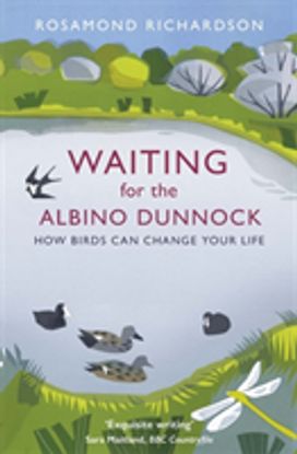 Waiting for the Albino Dunnock