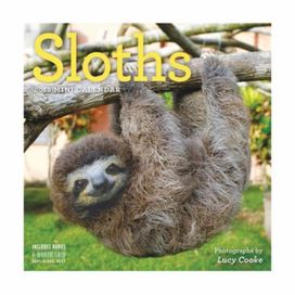Sloths Mini Wall Calendar 2018 Sloths Mini Wall Calendar 2018