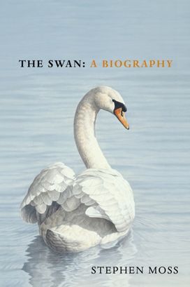 Swan Swan