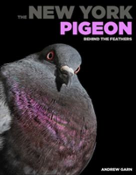 New York Pigeon New York Pigeon
