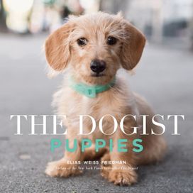 Dogist Puppies Dogist Puppies