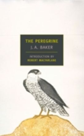 The Peregrine