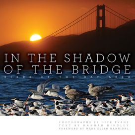 In the Shadow of the Bridge In the Shadow of the Bridge