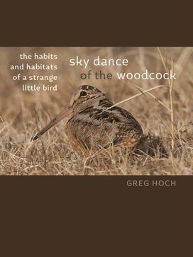 Sky Dance of the Woodcock Sky Dance of the Woodcock