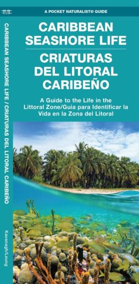Caribbean Seashore Life / Criaturas del Litoral Caribeno