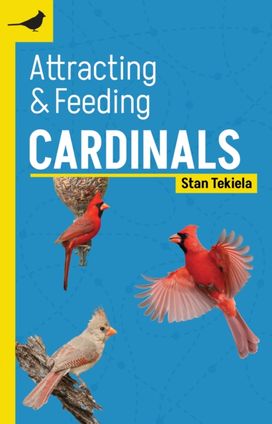Attracting & Feeding Cardinals Attracting & Feeding Cardinals
