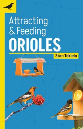 Attracting & Feeding Orioles Attracting & Feeding Orioles