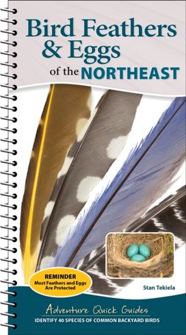 Bird Feathers & Eggs of the Northeast Bird Feathers & Eggs of the Northeast