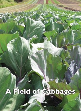 Field of Cabbages