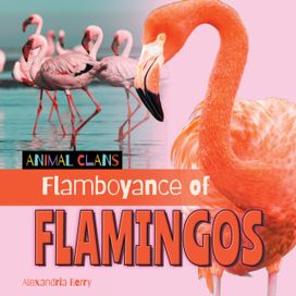 Flamboyance of Flamingos Flamboyance of Flamingos