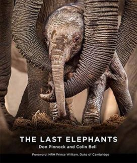 Last Elephants Last Elephants