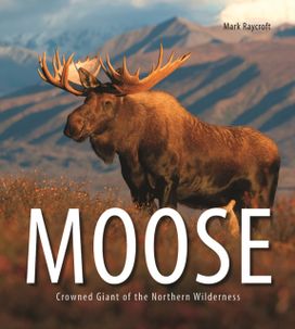 Moose Moose