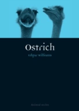 Ostrich Ostrich