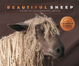 Beautiful Sheep