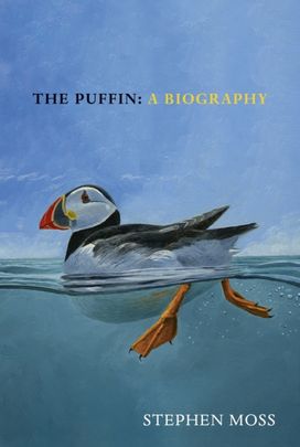 Puffin