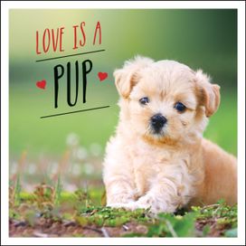 Love is a Pup Love is a Pup