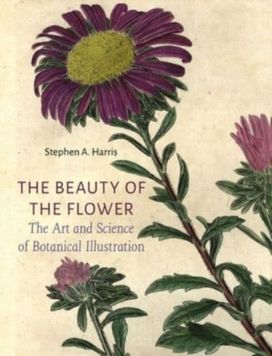 Beauty of the Flower Beauty of the Flower