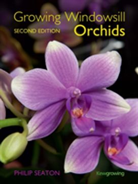 Growing Windowsill Orchids Growing Windowsill Orchids