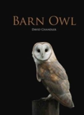 Barn Owl Barn Owl