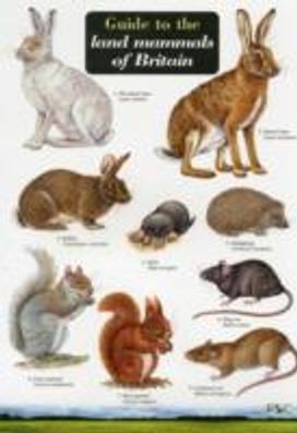 Guide to the Land Mammals of Britain