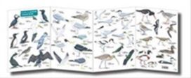 Guide to Summer Coastal Birds