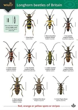 Guide to longhorn beetles of Britain Guide to longhorn beetles of Britain