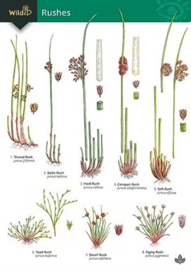 Guide to Rushes